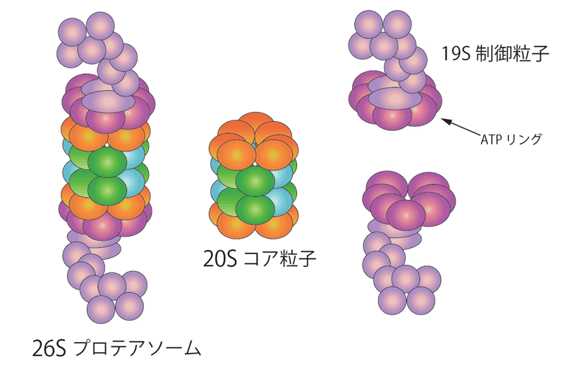 proteasome-stracture.gif