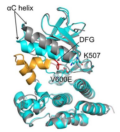 BRAFprotein01.jpg