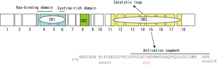 BRAFprotein03.jpg