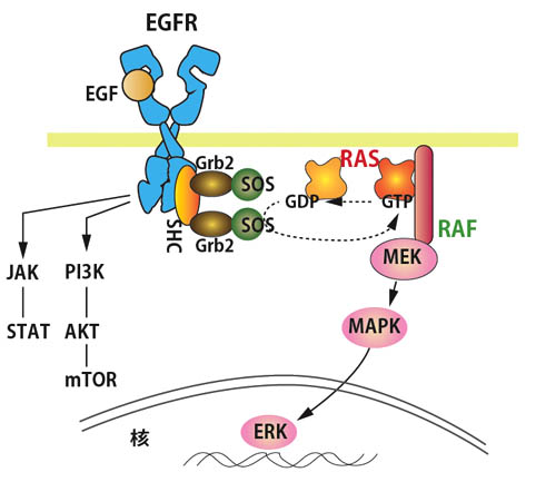 RTK-RAS-MAPK.jpg
