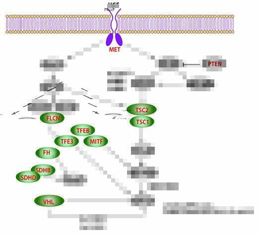 familial RCC-genes.jpg