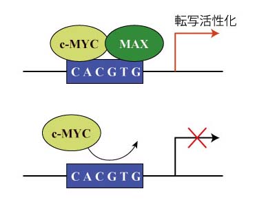 c-MYCand-MAX.jpg