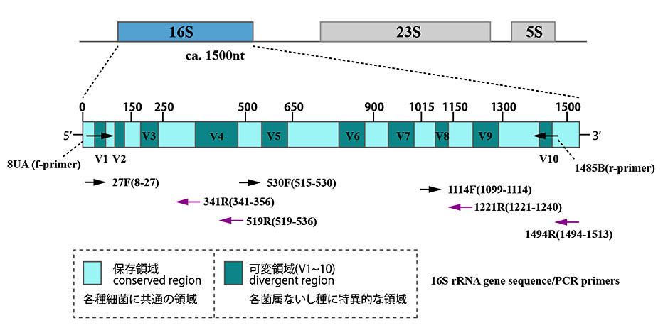 16S-rRNA-sequence.jpg