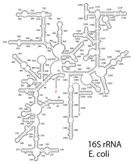 16s-e-coli03.jpg