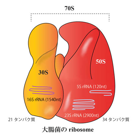 Ecoli-ribosome.jpg