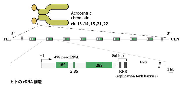 rDNA01.jpg