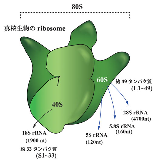 ribosome-eukaryo01.jpg
