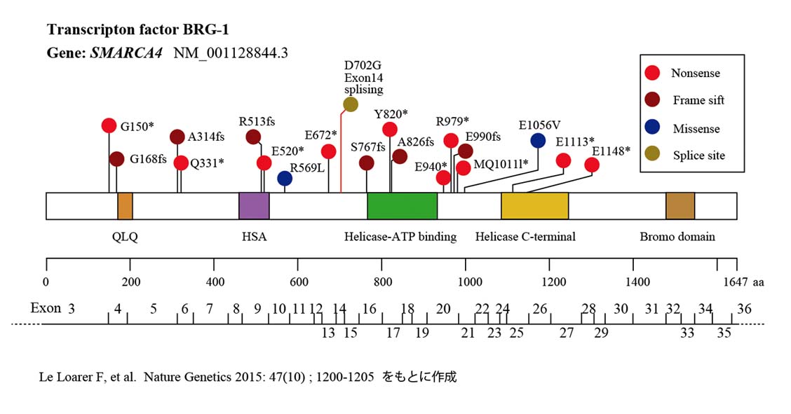 SMARCA4-mutations.jpg