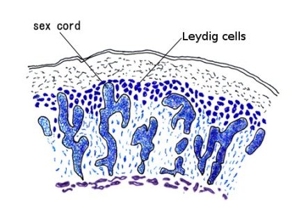 sexcord02.jpg