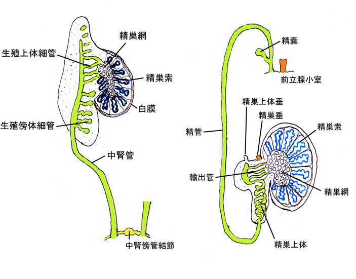 testis01c.jpg