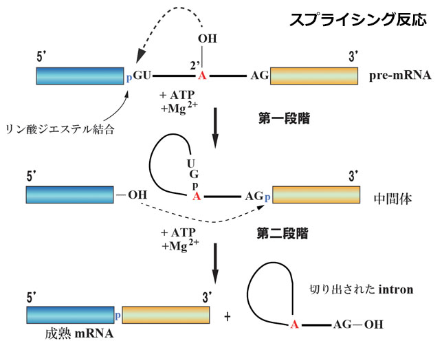 splicing reaction.jpg