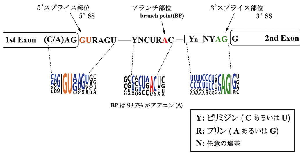 splicing-signal.jpg