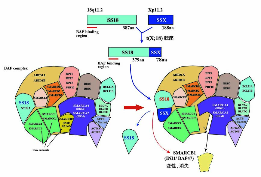 SS18-Oncogenesis.jpg