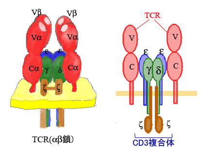 TCR01.png
