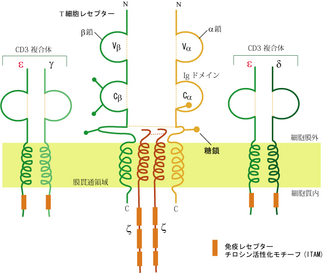 TCR_CD3complex.jpg