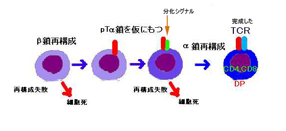 TCR01.jpg