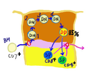 Tcell-Thymus.gif