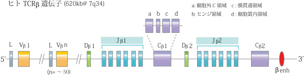 TCRbetaGene01.jpg