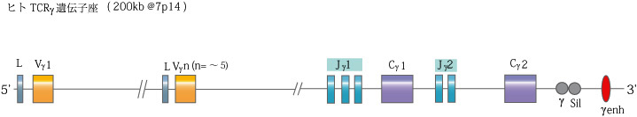 TCRgammaGene.jpg