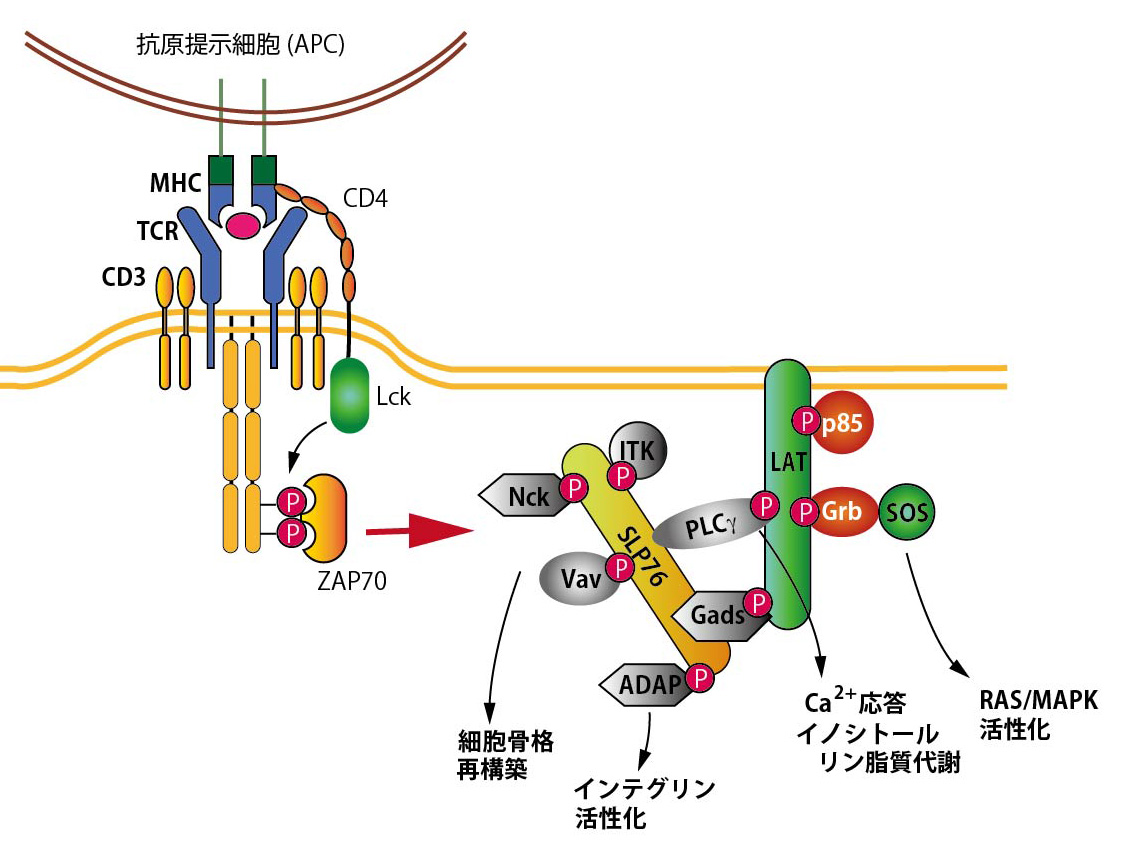 T-cellSignaling01.jpg