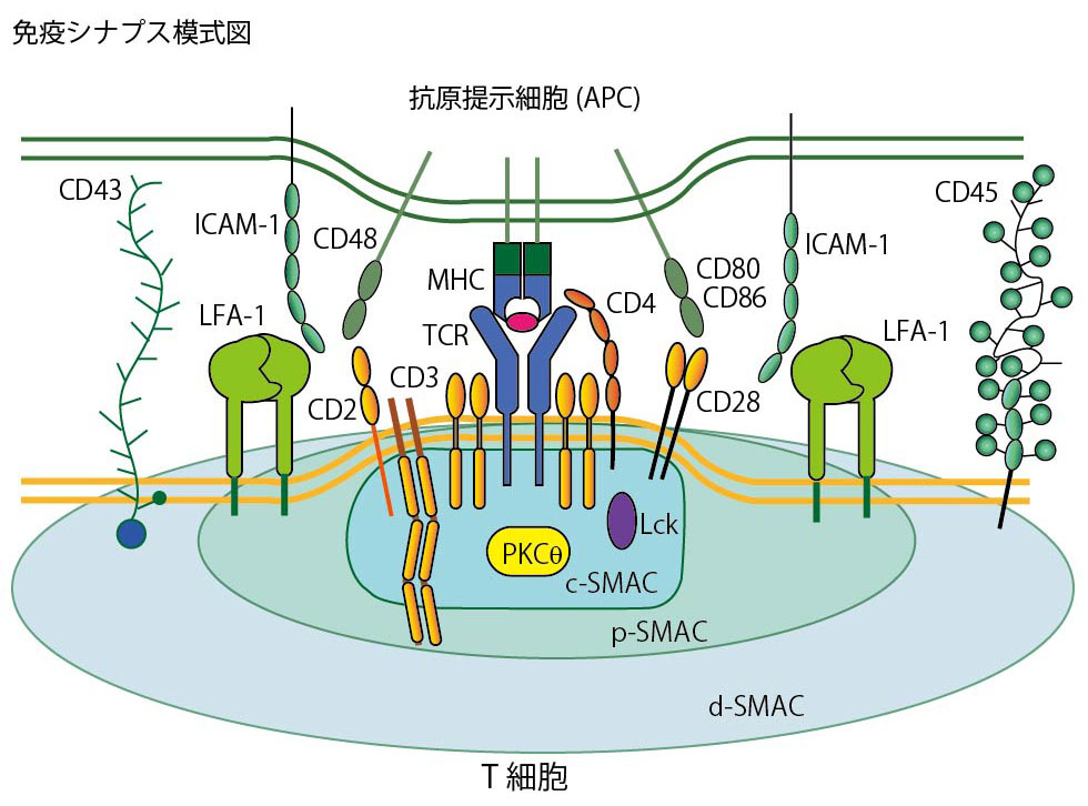 immunosynapsis01.jpg