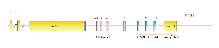 TET2-gene.jpg