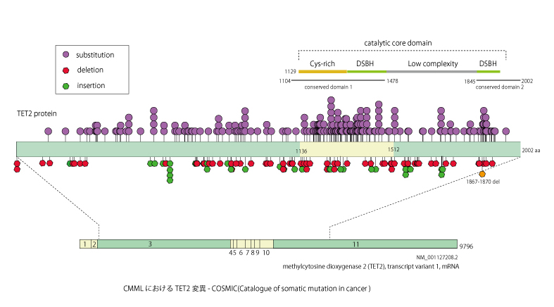 TET2protein-mRNA.jpg