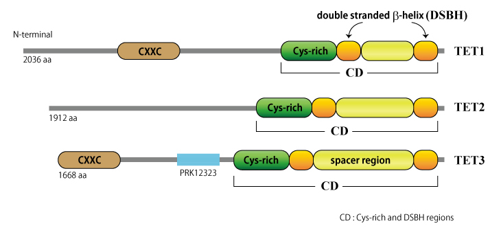 TETfamilyproteins.jpg