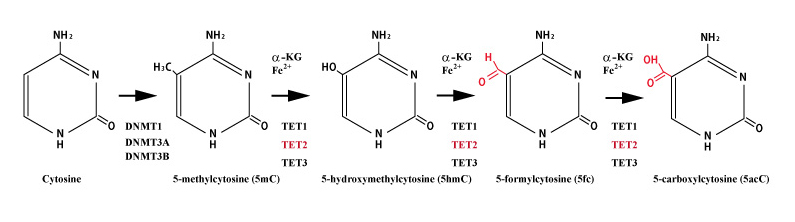 hydroxymethylcytosine02.jpg