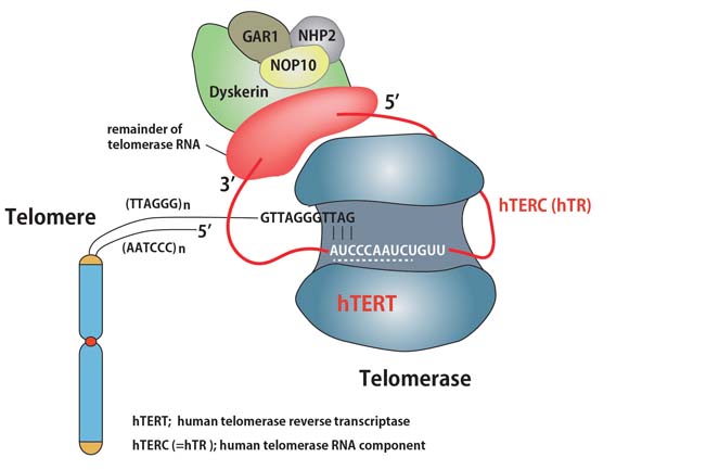 telomerase.jpg
