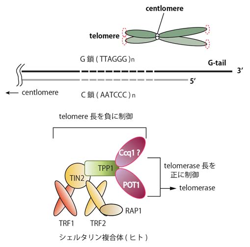 telomere.jpg
