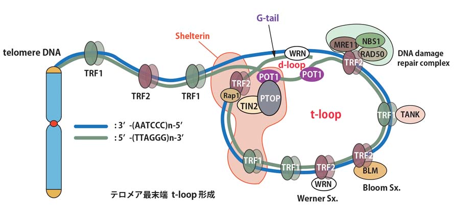 telomereT-loop.jpg