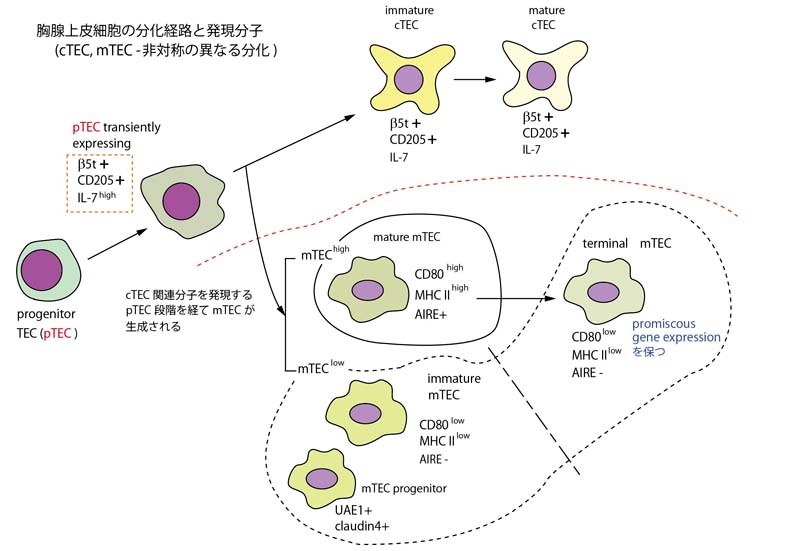 TEC-differentiation.jpg