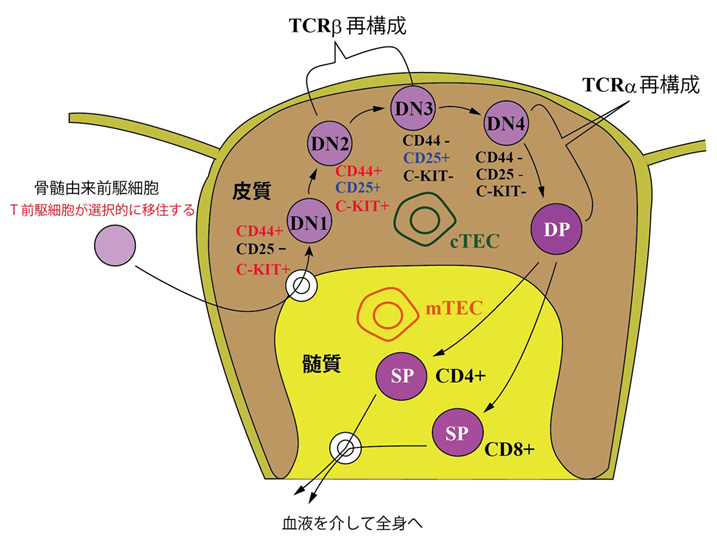 thymocyteDev02.jpg