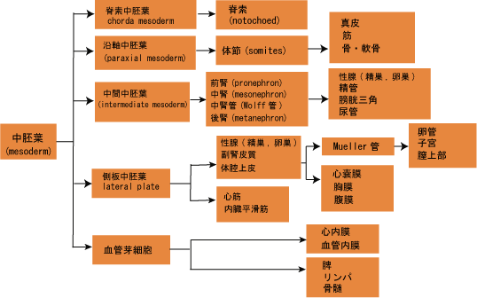 mesoderm03.png