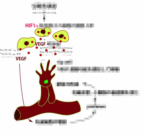 HIF-VEGF.jpg