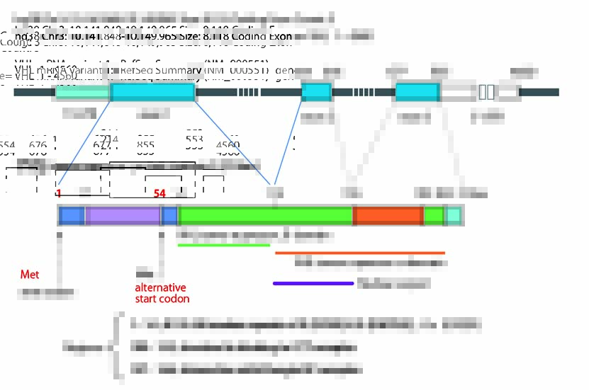 VHL-mRNA-protein.jpg