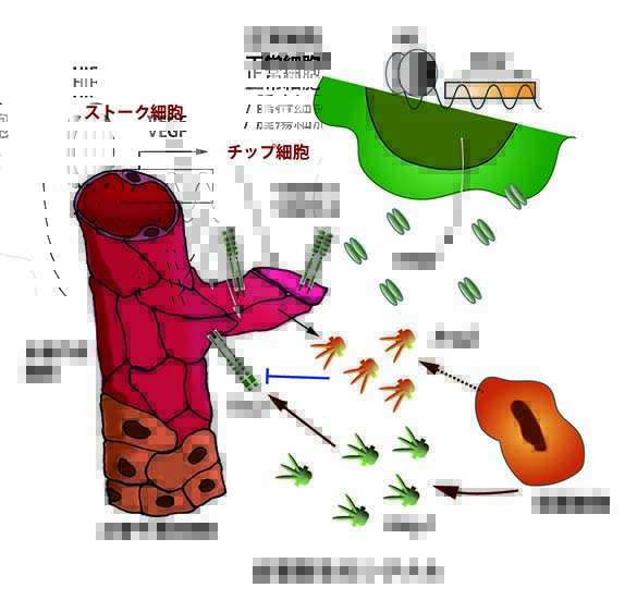 angiogenesis-signal.jpg
