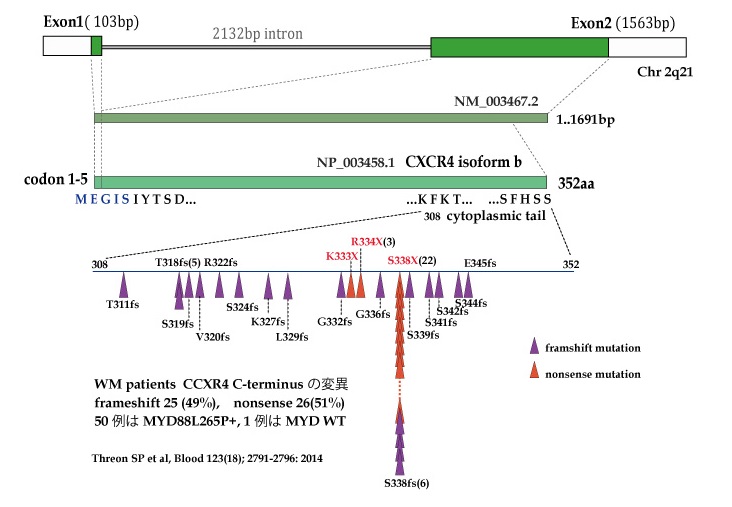 CXCR4-mutation-WM-Treon.jpg
