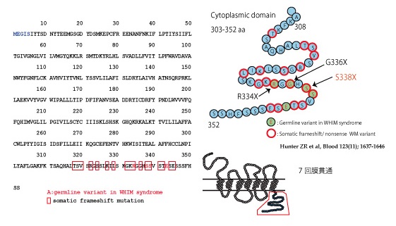 cxcr4-fig-ok2.jpg