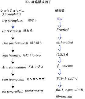 Wnt-factor.jpg