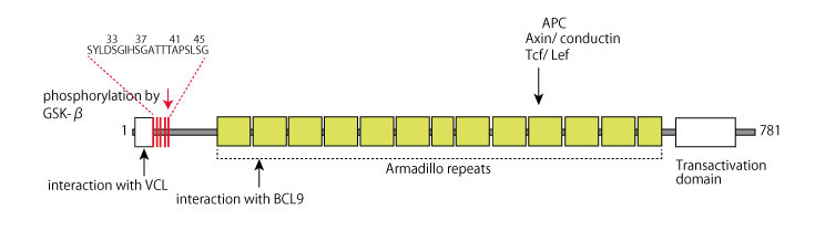CTNNB1_protein.jpg