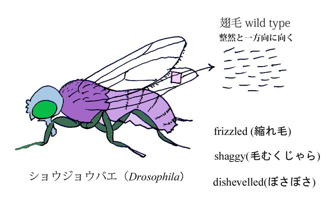 Drosophila_Wnt.jpg