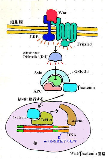 Wnt01.jpg
