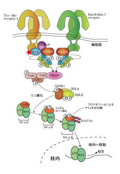 MYD88_NFkB01.jpg