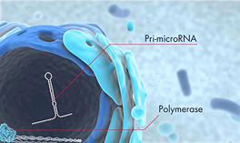 miRNA03.JPG