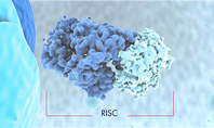 miRNA10_s.jpg