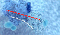miRNA11_s.jpg
