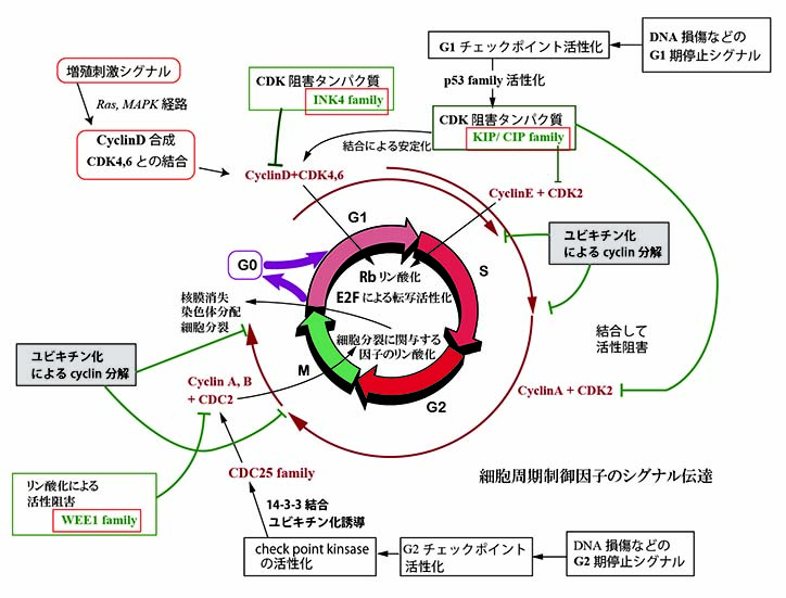 cellcycle-signal.jpg