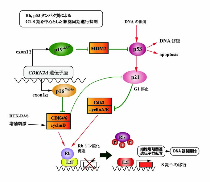 p16-p19-Rb-p53.jpg